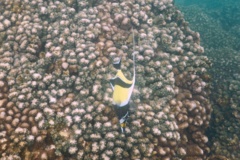 Surgeonfish - Moorish Idol - Zanclus cornutus