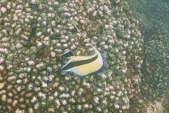 Surgeonfish - Moorish Idol - Zanclus cornutus