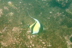 Surgeonfish - Moorish Idol - Zanclus cornutus