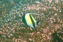 Surgeonfish - Moorish Idol - Zanclus cornutus