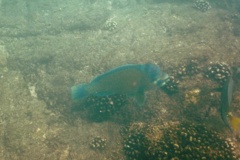 Parrotfish - Bumphead Parrotfish - Scarus perrico