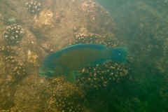 Parrotfish - Bumphead Parrotfish - Scarus perrico