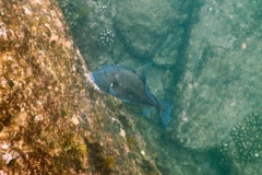 Triggerfish - Finescale Triggerfish - Balistes polylepsis