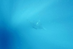 Manta Rays - Giant Manta - Manta birostris