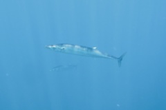 Scombrid - Wahoo - Acanthocybium solandri