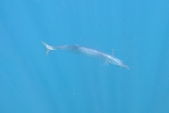 Scombrid - Wahoo - Acanthocybium solandri