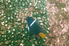 Angelfish - King Angelfish - Holacanthus passer