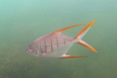 Jacks - Gafftopsail Pompano - Trachinotus rhodopus