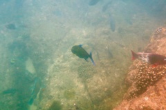 Jacks - Bluefin Trevally - Caranx melampygus