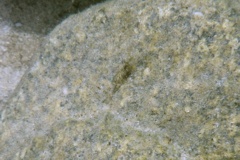 Palaemonidae - Tidepool Shrimp - Palaemon ritteri