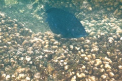 Wrasse - Black Wrasse - Halichoeres adustus