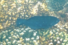 Wrasse - Black Wrasse - Halichoeres adustus