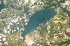 Wrasse - Black Wrasse - Halichoeres adustus