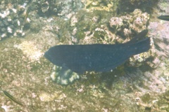 Wrasse - Black Wrasse - Halichoeres adustus