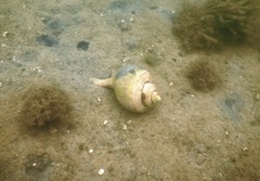 Sea Snails - Channeled Whelk - Busycotypus canaliculatus