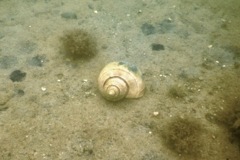 Sea Snails - Channeled Whelk - Busycotypus canaliculatus