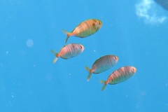 Jacks - Yellowtail Jack - Seriola lalandi