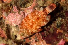 Wrasse - Floral Wrasse - Cheilinus chlorourus