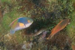 Wrasse - Bluehead Fairy Wrasse - Cirrhilabrus cyanopleura