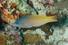 Wrasse - Twotone Wrasse - Halichoeres prosopeion