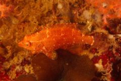 Wrasse - Cryptic Wrasse - Pteragogus cryptus