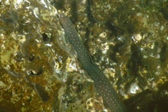  - Palenose Moray - Echidna nocturna