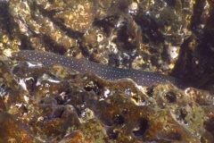  - Palenose Moray - Echidna nocturna