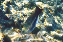 Parrotfish - Queen Parrotfish - Scarus vetula