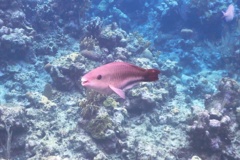 Parrotfish - Queen Parrotfish - Scarus vetula