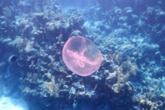 Jellyfish - Moon Jelly - Aurelia aurita
