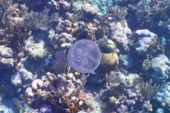 Jellyfish - Moon Jelly - Aurelia aurita