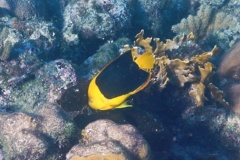 Angelfish - Rock Beauty - Holacanthus tricolor