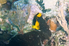 Angelfish - Rock Beauty - Holacanthus tricolor