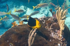 Angelfish - Rock Beauty - Holacanthus tricolor