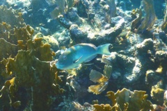 Parrotfish - Yellowtail Parrotfish - Sparisoma rubripinne