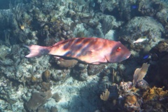 Parrotfish - Yellowtail Parrotfish - Sparisoma rubripinne