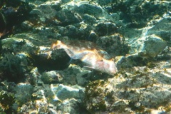 Parrotfish - Redtail Parrotfish - Sparisoma chrysopterum