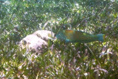 Wrasse - Puddingwife - Halichoeres radiatus