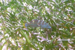 Wrasse - Puddingwife - Halichoeres radiatus