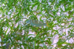 Wrasse - Puddingwife - Halichoeres radiatus