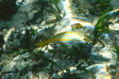 Snappers - Yellowtail Snapper - Ocyurus chrysurus