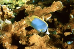 Butterflyfish - Spotfin Butterflyfish - Chaetodon ocellatus