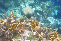 Damselfish - Bicolor Damselfish - Stegastes partitus