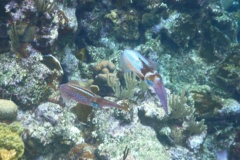 Squid - Caribbean Reef Squid - Sepioteuthis sepioidea
