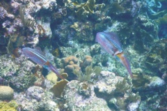 Squid - Caribbean Reef Squid - Sepioteuthis sepioidea