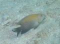 Damselfish - Dusky Damselfish - Stegastes adustus