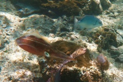 Squid - Caribbean Reef Squid - Sepioteuthis sepioidea