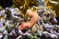 Bristleworm - Bearded Fireworm - Hermodice carunculata