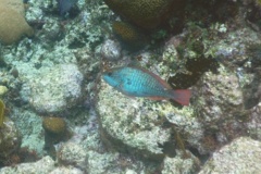 Parrotfish - Redband Parrotfish - Sparisoma aurofrenatum