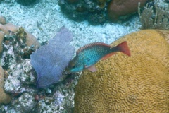 Parrotfish - Redband Parrotfish - Sparisoma aurofrenatum